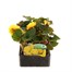 Begonia Nonstop Yellow 6 Pack Boxed BeddingAlternative Image1