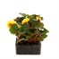 Begonia Nonstop Yellow 6 Pack Boxed BeddingAlternative Image2