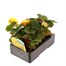 Begonia Nonstop Yellow 6 Pack Boxed BeddingAlternative Image3