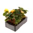 Begonia Nonstop Yellow 6 Pack Boxed BeddingAlternative Image4