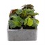 Begonia Trailing (Illumination) Orange 6 Pack Boxed BeddingAlternative Image1
