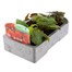 Begonia Trailing (Illumination) Orange 6 Pack Boxed BeddingAlternative Image2