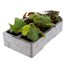 Begonia Trailing (Illumination) Orange 6 Pack Boxed BeddingAlternative Image3