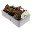 Begonia Trailing (Illumination) White 6 Pack Boxed BeddingAlternative Image3