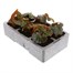 Begonia Trailing (Illumination) White 6 Pack Boxed BeddingAlternative Image4