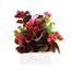 Begonia Semp Mixed 12 Pack Boxed BeddingAlternative Image2