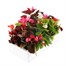 Begonia Semp Mixed 12 Pack Boxed BeddingAlternative Image3