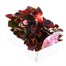 Begonia Semp Mixed Bronze Leaf 6 Pack Boxed BeddingAlternative Image3