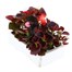Begonia Semp Mixed Bronze Leaf 6 Pack Boxed BeddingAlternative Image4