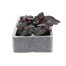 Begonia Mocca Pink Shades 6 Pack Boxed BeddingAlternative Image2