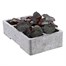 Begonia Mocca Pink Shades 6 Pack Boxed BeddingAlternative Image4