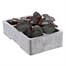 Begonia Mocca Pink Shades 6 Pack Boxed BeddingAlternative Image3