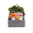 Begonia Nonstop Citrus Mixed 6 Pack Boxed BeddingAlternative Image1