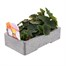 Begonia Nonstop Citrus Mixed 6 Pack Boxed BeddingAlternative Image3