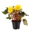 Begonia Non Stop Yellow 13cm Pot BeddingAlternative Image1