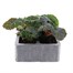 Begonia Nonstop Mixed (Tuberlous) 6 Pack Boxed BeddingAlternative Image2