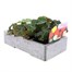 Begonia Nonstop Mixed (Tuberlous) 6 Pack Boxed BeddingAlternative Image3