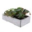 Begonia Nonstop Mixed (Tuberlous) 6 Pack Boxed BeddingAlternative Image4