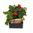 Begonia Nonstop Orange 6 Pack Boxed BeddingAlternative Image1