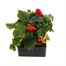 Begonia Nonstop Orange 6 Pack Boxed BeddingAlternative Image2