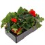 Begonia Nonstop Orange 6 Pack Boxed BeddingAlternative Image3