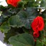 Begonia Nonstop Orange 6 Pack Boxed BeddingAlternative Image4