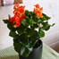 Begonia Orange Houseplant Alternative Image1