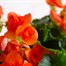Begonia Orange Houseplant Alternative Image2