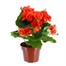 Begonia Orange Houseplant Alternative Image3