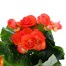 Begonia Orange Houseplant Alternative Image4