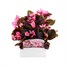 Begonia Semp Pink Bronze Leaf 12 Pack Boxed BeddingAlternative Image1