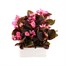Begonia Semp Pink Bronze Leaf 6 Pack Boxed BeddingAlternative Image2
