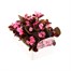 Begonia Semp Pink Bronze Leaf 6 Pack Boxed BeddingAlternative Image3