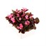 Begonia Semp Pink Bronze Leaf 6 Pack Boxed BeddingAlternative Image4