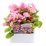 Begonia Semp Pink Green Leaf 12 Pack Boxed BeddingAlternative Image1