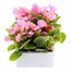 Begonia Semp Pink Green Leaf 6 Pack Boxed BeddingAlternative Image2