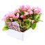 Begonia Semp Pink Green Leaf 6 Pack Boxed BeddingAlternative Image3