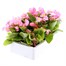 Begonia Semp Pink Green Leaf 12 Pack Boxed BeddingAlternative Image4