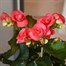 Begonia Pink HouseplantAlternative Image2