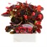 Begonia Semp Red Bronze Leaf 6 Pack Boxed BeddingAlternative Image1