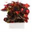 Begonia Semp Red Bronze Leaf 6 Pack Boxed BeddingAlternative Image2