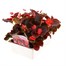 Begonia Semp Red Bronze Leaf 12 Pack Boxed BeddingAlternative Image3