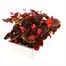 Begonia Semp Red Bronze Leaf 6 Pack Boxed BeddingAlternative Image4