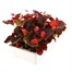 Begonia Semp Red Bronze Leaf 12 Pack Boxed BeddingAlternative Image4