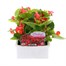 Begonia Semp Red Green Leaf 6 Pack Boxed BeddingAlternative Image1