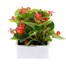 Begonia Semp Red Green Leaf 6 Pack Boxed BeddingAlternative Image2