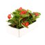 Begonia Semp Red Green Leaf 12 Pack Boxed BeddingAlternative Image4