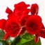 Begonia Red HouseplantAlternative Image2