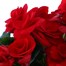 Begonia Houseplant Red 14cm PotAlternative Image1