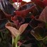 Begonia Semperflorens Mixed 12 Pack Boxed Bedding Alternative Image